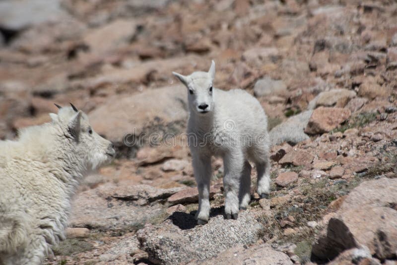 Wild Mountain Goat hunting grass on Mt. Evans.