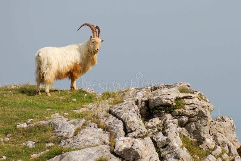 Mountain Goat / Sheep on Cliff Edge