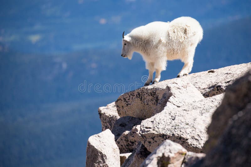 Mountain Goat standing on edge of mountain