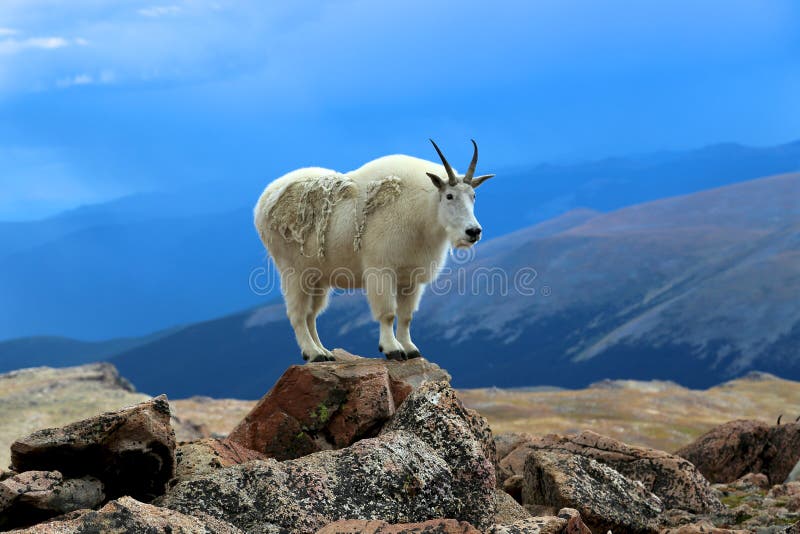 Mountain Goat standing on a rock in Colorado stock photography Mountain Goat standing on a rock in Colorado stock photography