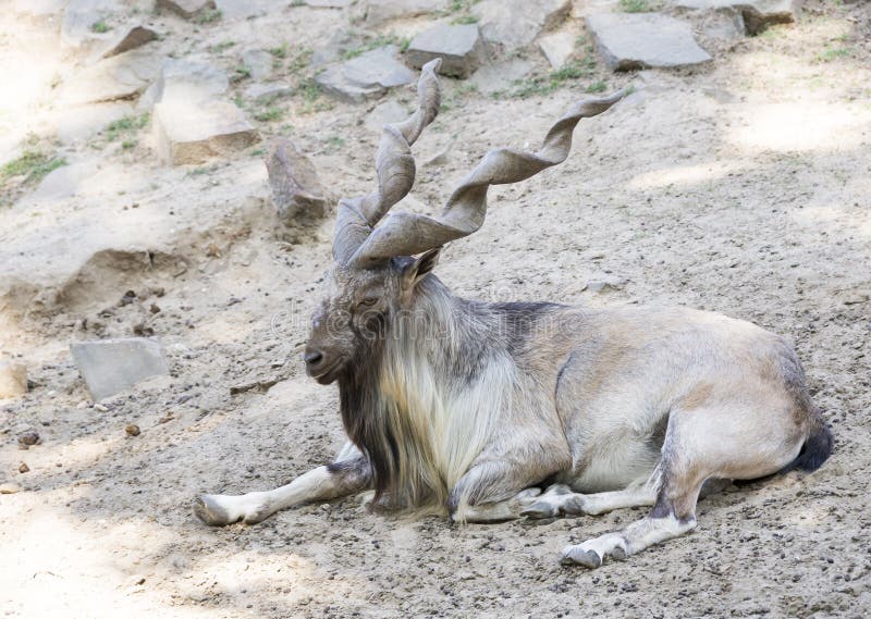 Mountain Goat with Twisted Horns Stock Photo - Image of brown, animals: 33582594 Mountain Goat with Twisted Horns Stock Photo - Image of brown, animals: 33582594