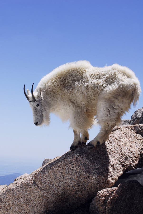 Mountain Goat - Vertical Format