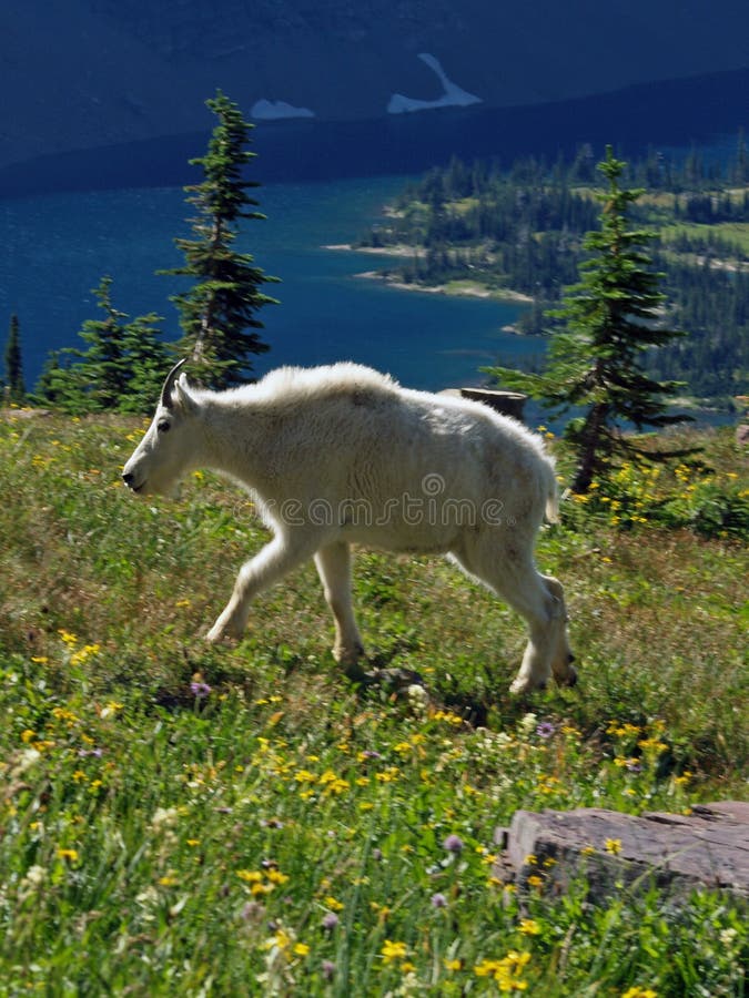 Mountain Goat Walking in Wildflowers