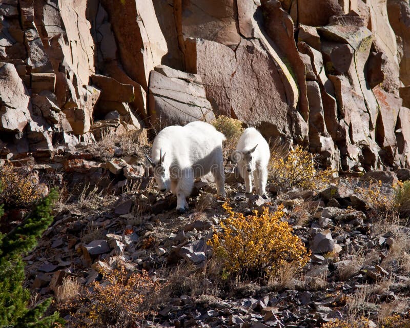 Mountain Goats stock photo. Image of horn, wildlife, herbivore 21622742