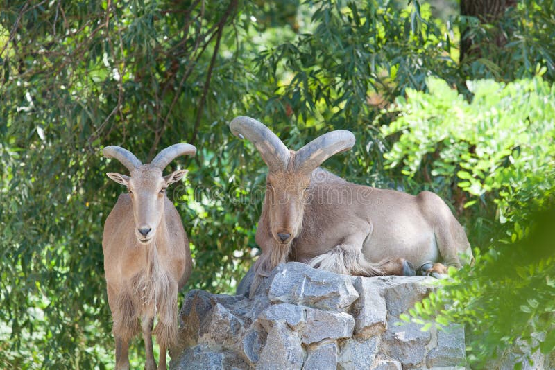 Mountain goats