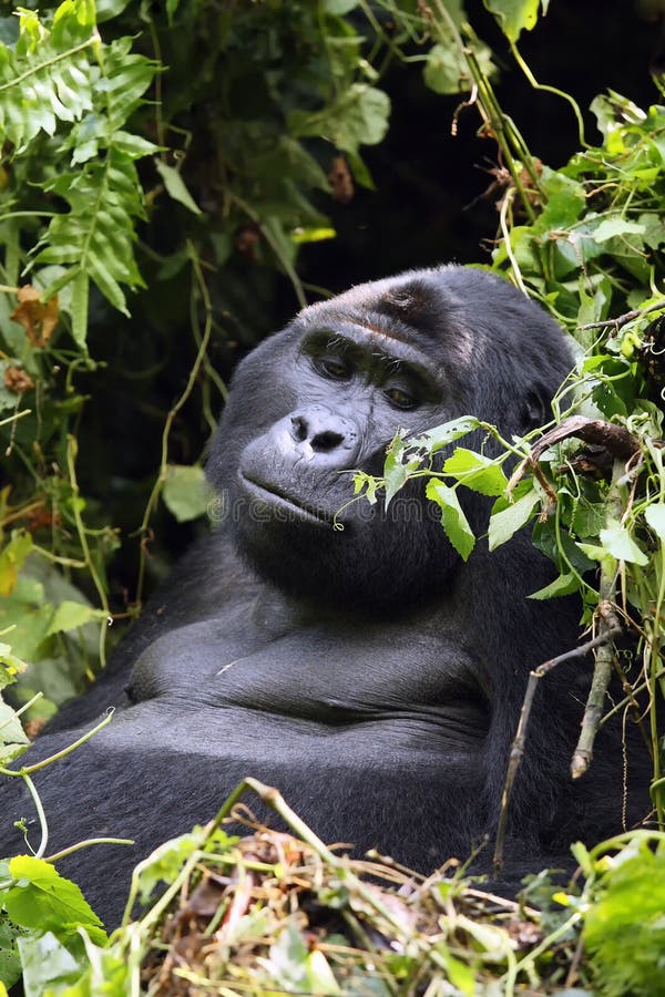 Gorillas Pose For Selfie With Anti-Poachers Who Saved Them As Babies -  Thrillist