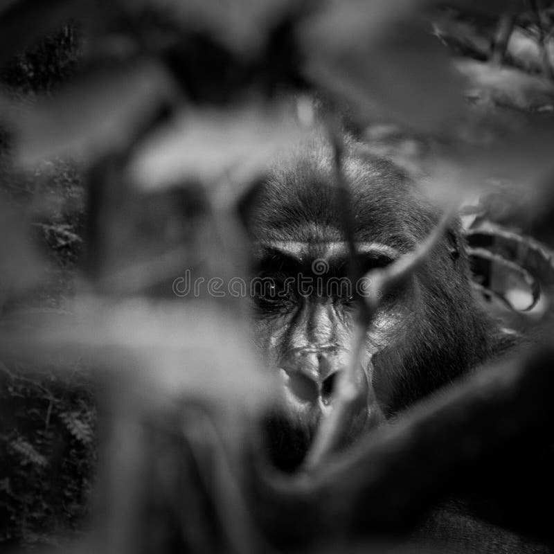 Bwindi Impenetrable Forest National Park Uganda. Bwindi Impenetrable Forest National Park Uganda