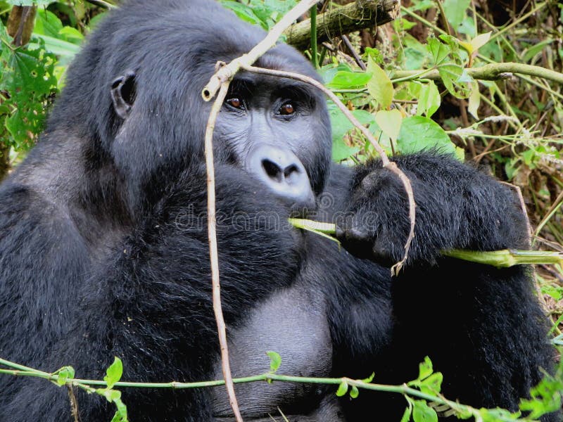 Mountain gorilla in Bwindi Impenetrable National Park. Mountain gorilla, gorilla beringei beringei, eating in front of us in Bwindi Impenetrable National Park