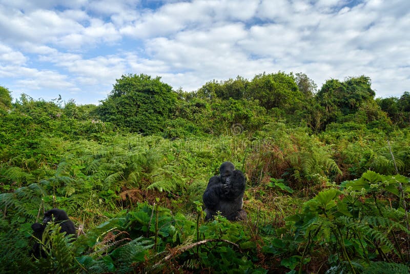 Mountain gorilla, Bwindi National Park in Uganda. detail head portrait with beautiful eyes. Wild big black monkey in the forest