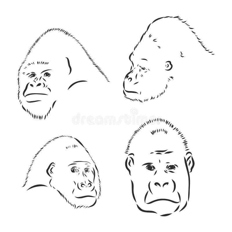 Mountain Gorilla - an Endangered Species of Animals from the Red Book -  Vector Illustration Isolated on White Stock Vector - Illustration of  strong, sketch: 218140316