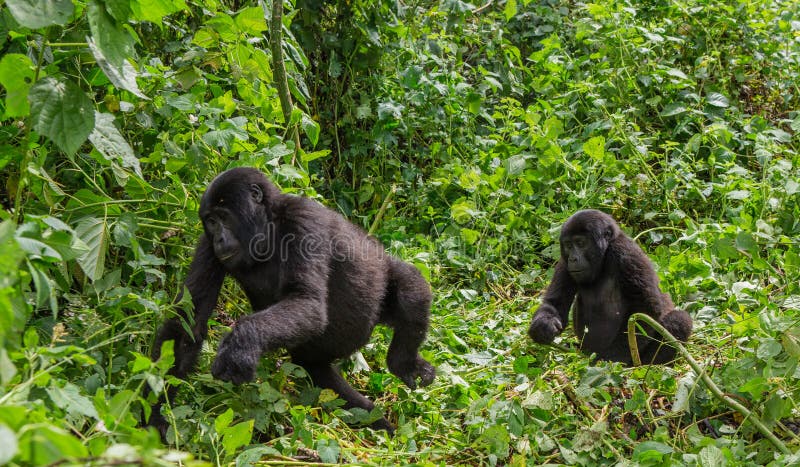 Mountain gorillas in the rainforest. Uganda. Bwindi Impenetrable Forest National Park. An excellent illustration.