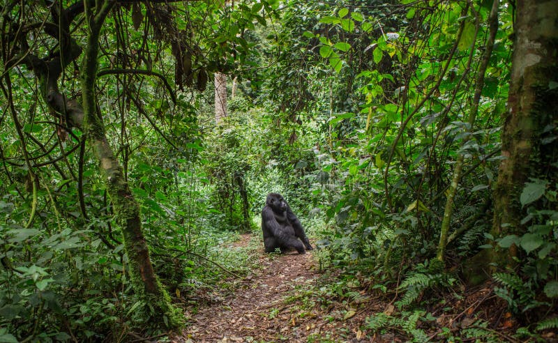 Mountain gorillas in the rainforest. Uganda. Bwindi Impenetrable Forest National Park. An excellent illustration.