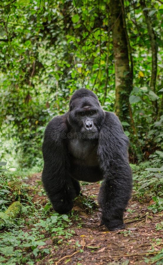 Mountain gorillas in the rainforest. Uganda. Bwindi Impenetrable Forest National Park. An excellent illustration.