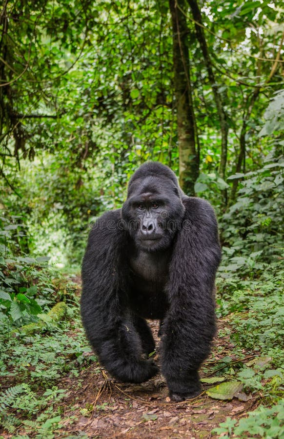 Mountain gorillas in the rainforest. Uganda. Bwindi Impenetrable Forest National Park. An excellent illustration.