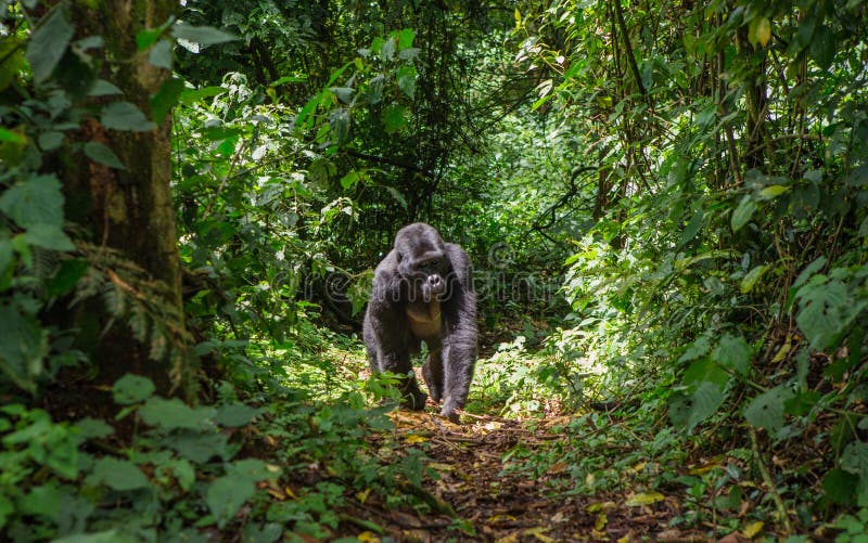 Mountain gorillas in the rainforest. Uganda. Bwindi Impenetrable Forest National Park. An excellent illustration.