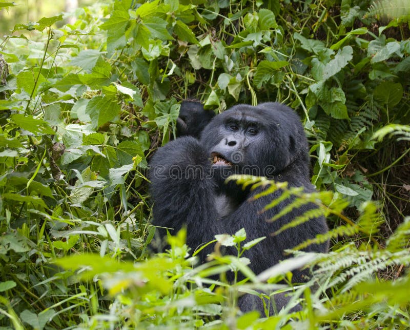 Mountain gorillas in the rainforest. Uganda. Bwindi Impenetrable Forest National Park. An excellent illustration.