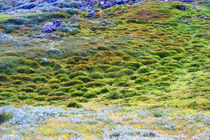 Mountain green moss landscape background stock images