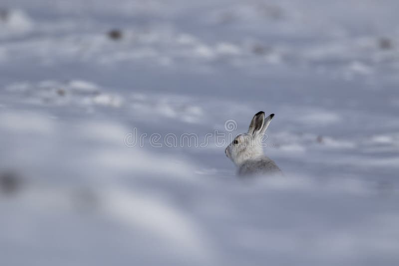 Mountain hare, Lepus timidus, cleaning, eating, running on a foggy day in the snow during winter in the cairngorm national park, s stock photo Mountain hare, Lepus timidus, cleaning, eating, running on a foggy day in the snow during winter in the cairngorm national park, s stock photo