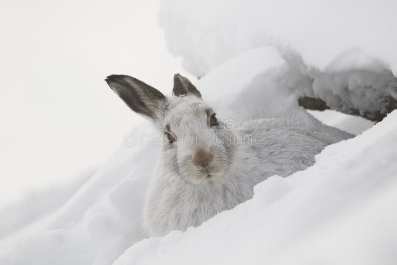 Mountain hare, Lepus timidus, close up portrait while sitting, laying on snow during winter in winter/summer coat during autumn/wi