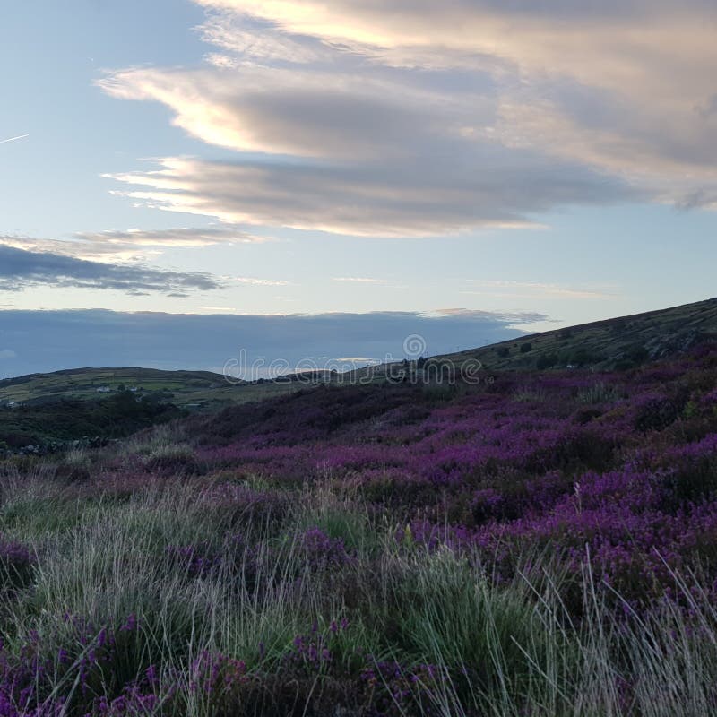 Mountain heather stock image. Image of summer, clouds 105541659