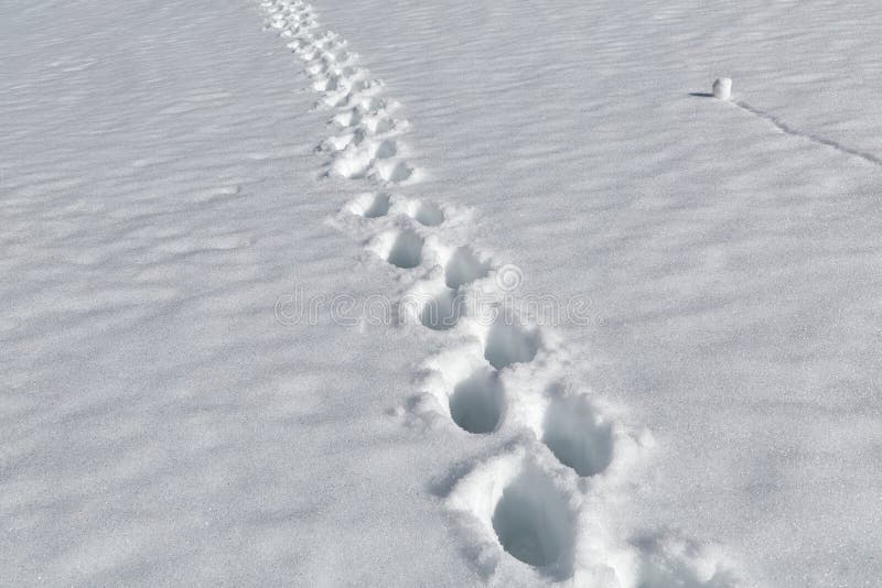 Mountain hiking in snow stock photo. Image of slope 204828710