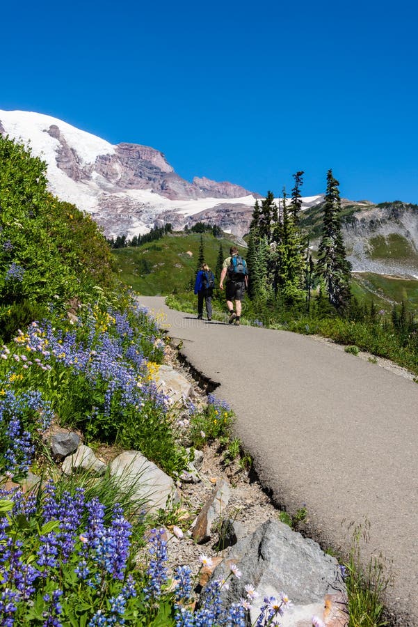 A vertical image of Myrtle Falls hiking trail in Mount Rainier National Forest. The snow peak peeks above while sub alpine wildflowers and evergreen trees line the path. A young couple are seen in the distance walking away up the trail. A vertical image of Myrtle Falls hiking trail in Mount Rainier National Forest. The snow peak peeks above while sub alpine wildflowers and evergreen trees line the path. A young couple are seen in the distance walking away up the trail.