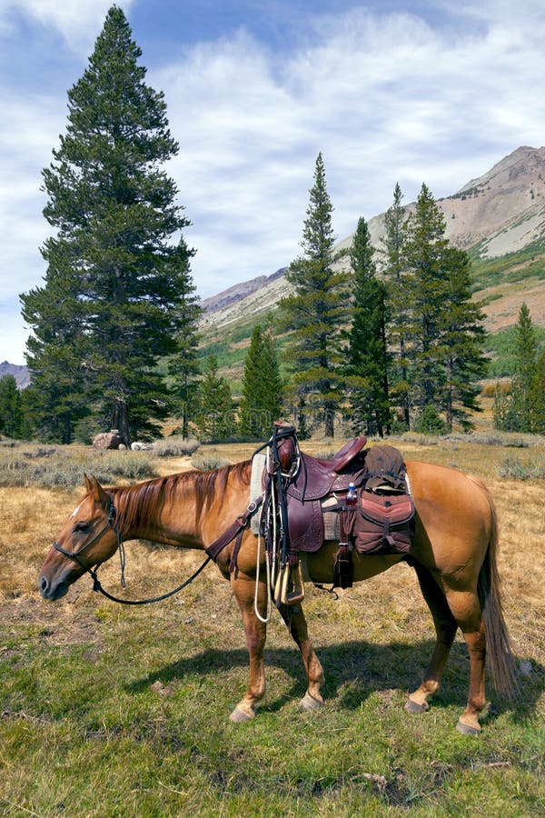 Mountain Horse Under Saddle Stock Image - Image of tack, horse: 38304589