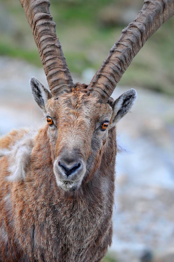 Mountain Ibex stock photo. Image of horns, europe, nature - 19661830