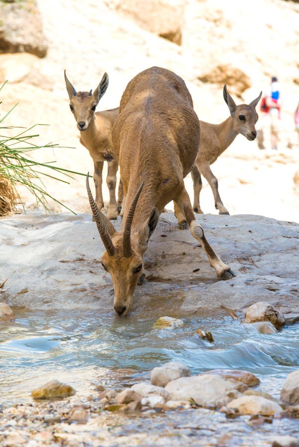 Mountain ibex, ein Gedi oasis, Israel