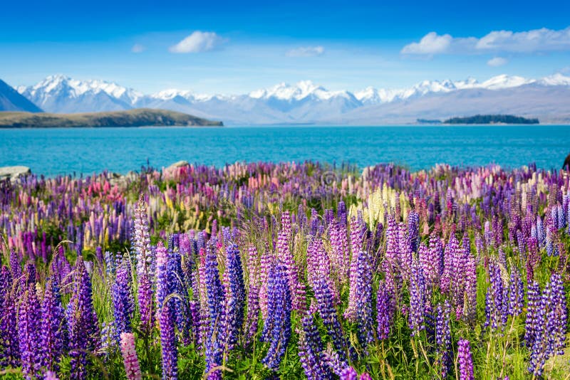 Mountain lake with blooming flowers on foreground royalty free stock photos Mountain lake with blooming flowers on foreground royalty free stock photos