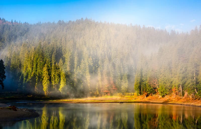Mountain lake on foggy morning in spruce forest royalty free stock image Mountain lake on foggy morning in spruce forest royalty free stock image