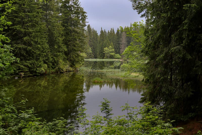 Mountain lake and pine forest