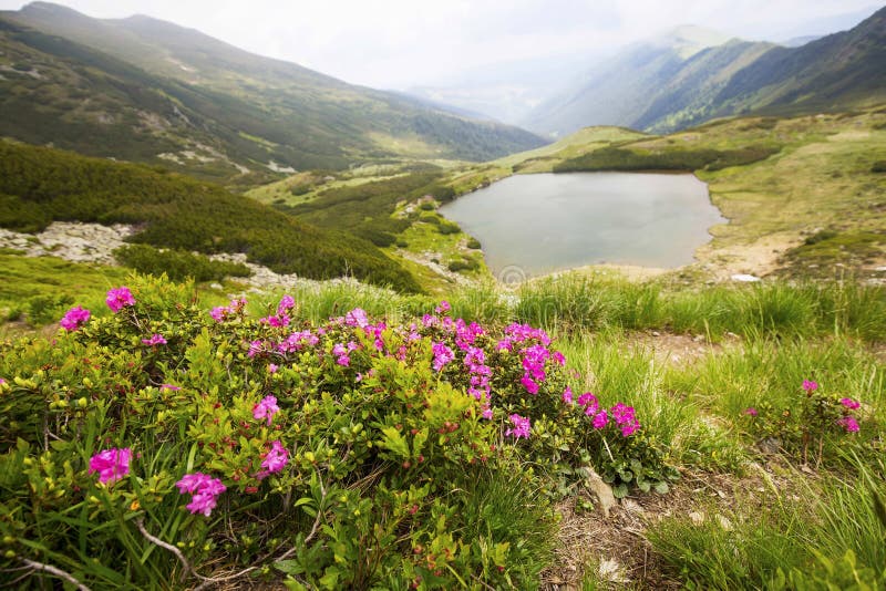 Mountain lake and Rhododendron flowers landscape in Rodnei Mount