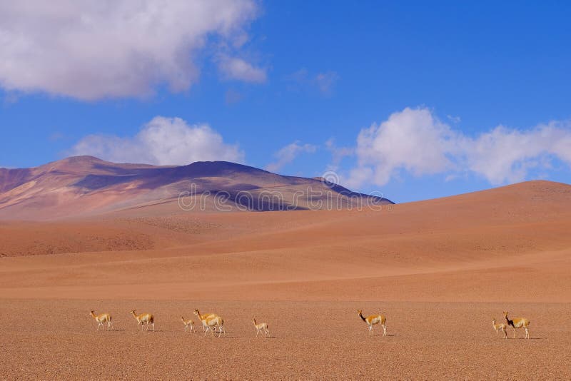 Mountain landscape of the Andes with grazing vicunas or guanacos, near Paso Jama, Chile, South America