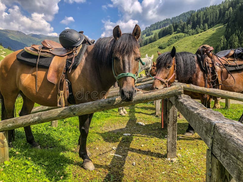Mountain landscape with grazing horses in austria royalty free stock photos Mountain landscape with grazing horses in austria royalty free stock photos