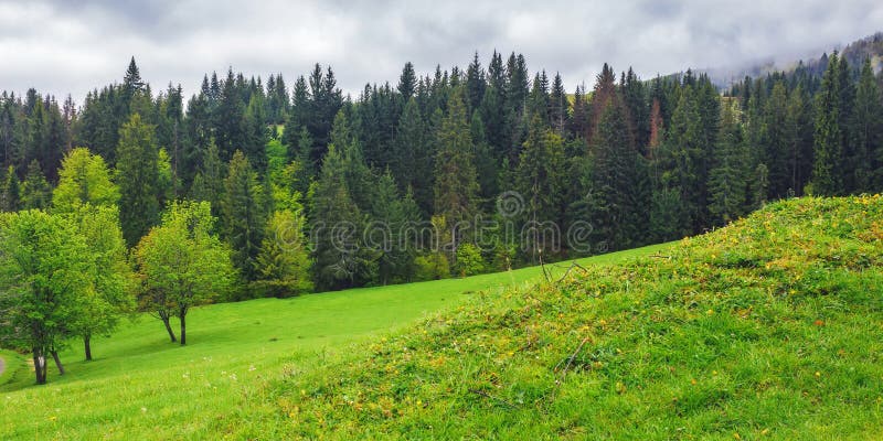 Mountain landscape with green forest