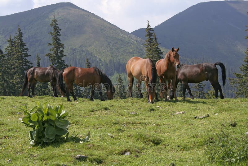 Mountain landscape with horses