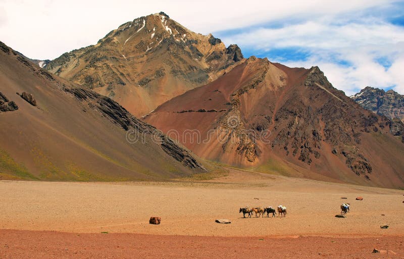 Mountain landscape with horses in front, Argentina