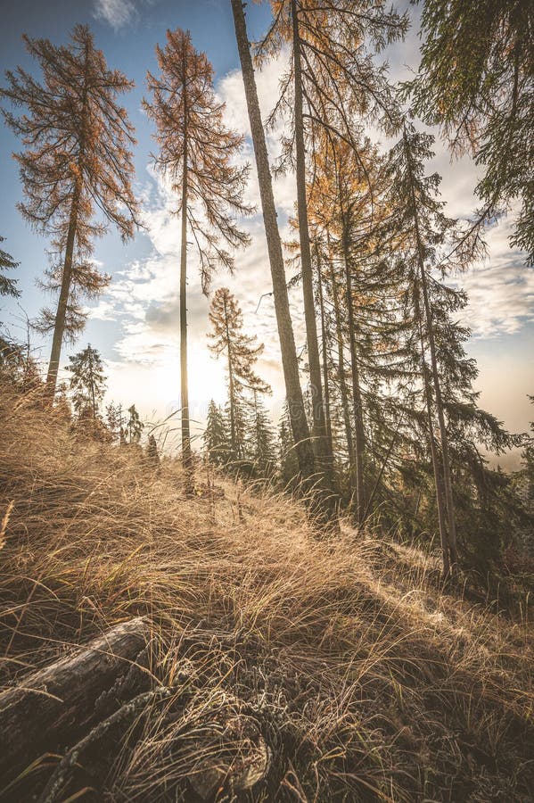 Mountain landscape. Misty forest. in the morning. Natural outdoor travel hiking background. Slovakia, High Tatras, Liptov travel.