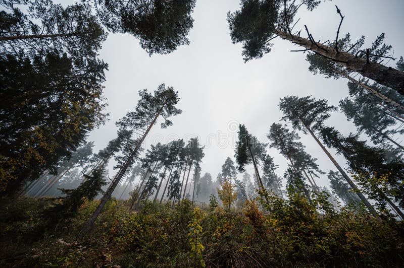 Mountain landscape. Misty forest. Natural outdoor travel background. Slovakia, Low Tatras, Demenovska hora and dolina vyvierania.