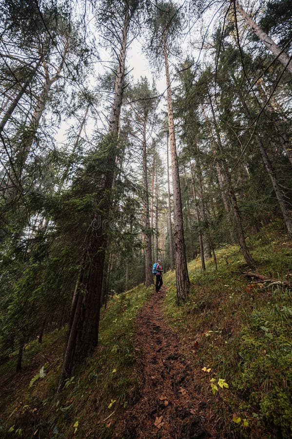 Mountain landscape. Misty forest. Natural outdoor travel background. Slovakia, Low Tatras, Demenovska hora and dolina vyvierania.