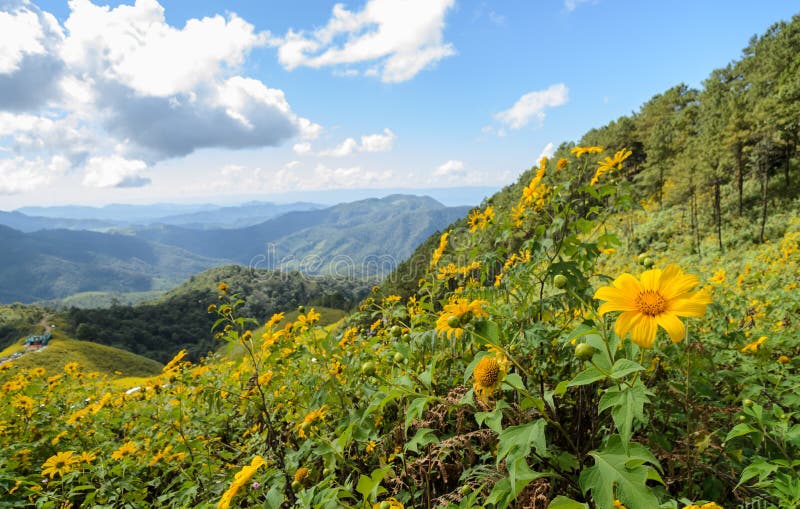 Mountain landscape with wild mexican sunflower blooming moutain