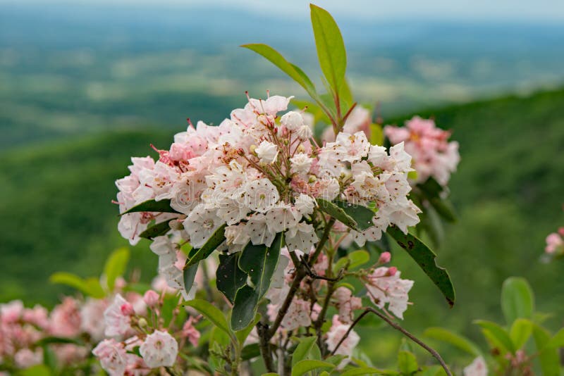 Mountain Laurel – Kalmia latifolia. Cluster Mountain Laurel flowers located in the Blue Ridge Mountains of Virginia, USA royalty free stock images Mountain Laurel – Kalmia latifolia. Cluster Mountain Laurel flowers located in the Blue Ridge Mountains of Virginia, USA royalty free stock images