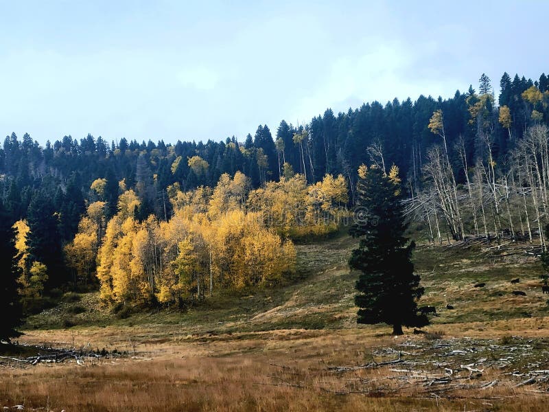 Mountain life stock image. Image of gold, pines, life 274794581