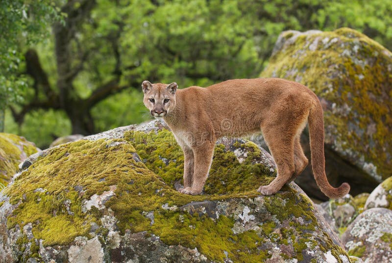 Mountain Lion on lichen covered rocks