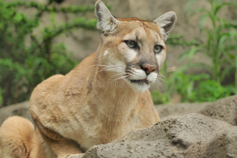 Mountain Lion stock image