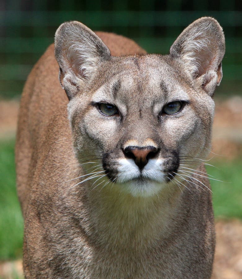 mountain lion download mountain lion download