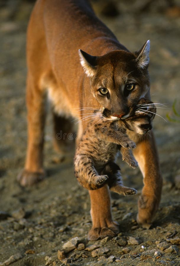 Gevestigde theorie Handschrift overdrijven Mountain Lion Carrying Kitten Stock Photo - Image of cute, lion: 9694662