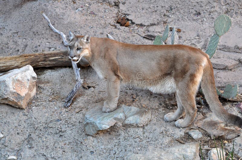 Mountain lion or cougar stock image. Image of canyon ...