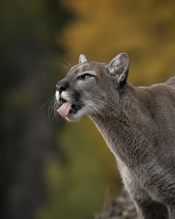 Mountain Lion Adult in Fall Colors in Montana USA Stock Image - Image